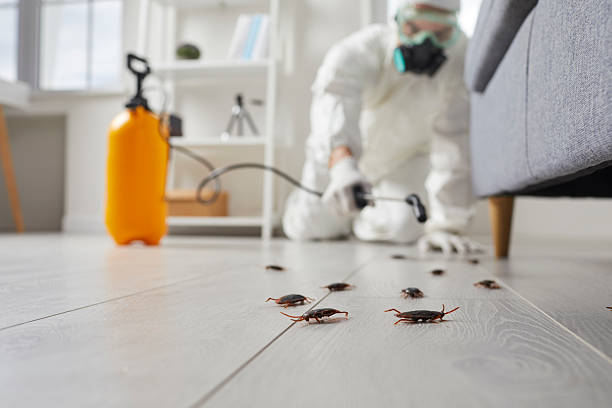 Post-Treatment Bed Bug Interceptor Monitoring in North Grosvenor Dale